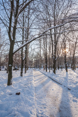 Winter park covered with white snow