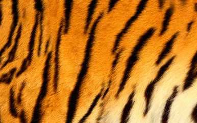 Abwaschbare Fototapete Tiger Haut des bengalischen Tigers.