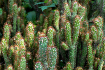 cactus closeup
