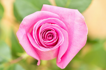 Beautiful pink single ecuadorian rose