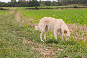 Obraz na płótnie Canvas Lurcher Dog in a Field