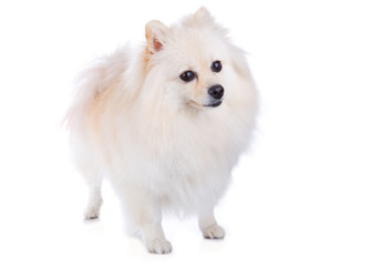 white pomeranian dog