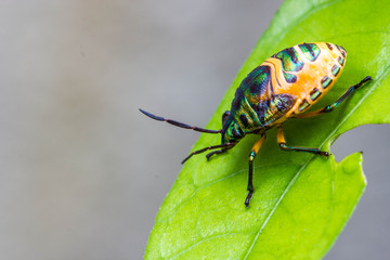 Lychee Shield Bug