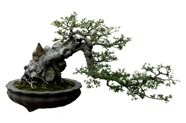 Wall murals Bonsai Green potted plants in the white background.