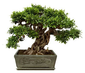Wall murals Bonsai Green potted plants in the white background.