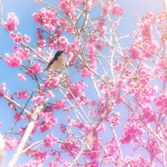 bird on thai sakura flower in soft tone