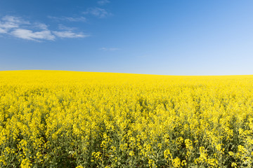 Fototapeta premium Pole rzepaku