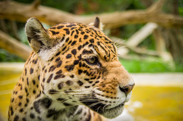 Fototapeta na wymiar closeup portrait of beautiful jaguar outdoors