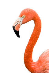 Naklejka premium Close up of pink flamingo bird isolated