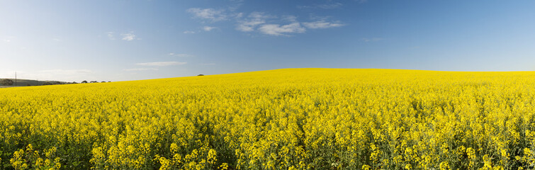 Obraz premium Panorama pola rzepaku