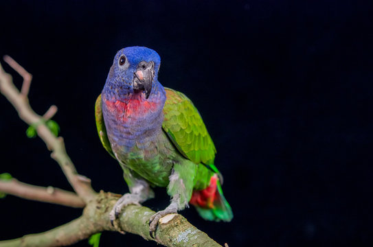 Blue Headed Parrot Sitting On A Branch