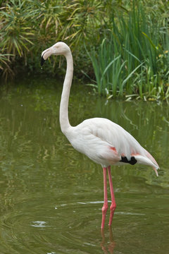 Close up of pink flamingo bird isolated