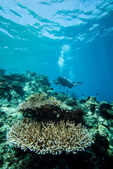 Naklejka na ściany i meble Diver and hard coral reefs in Derawan, Kalimantan underwater