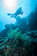 Fototapeta na wymiar Diver and feather black coral in Derawan, Kalimantan underwater