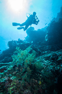 Diver and feather black coral in Derawan, Kalimantan underwater