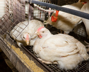 Chicken broilers. Poultry farm