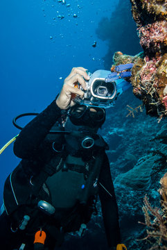 Diver taking picture tunicates in Derawan, Kalimantan underwater