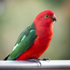 King Parrot