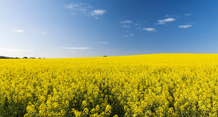 Rapeseed field with golden yellow flowers before harvest