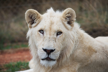 Young white lion