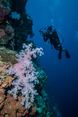 Diver and soft coral in Derawan, Kalimantan underwater