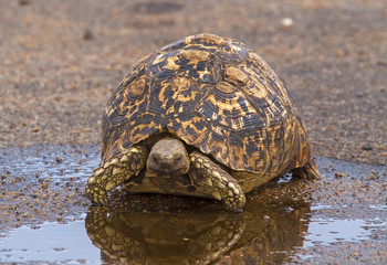 Leopard Tortoise Near Water Puddle