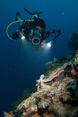 Diver and crocodilefish in Derawan, Kalimantan underwater