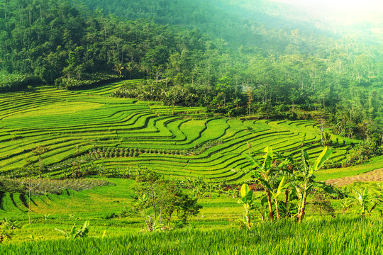 Field in Indonesia