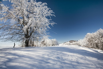 Fototapeta na wymiar frozen trees