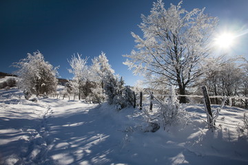 frozen trees