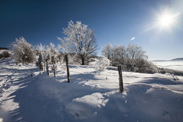 frozen trees