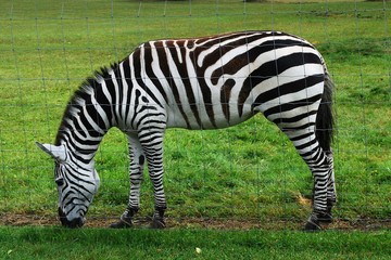 Fototapeta na wymiar Zebra in the Grutas park near Druskininkai town