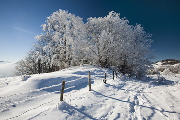 frozen trees