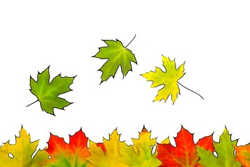 Herbstlaub- Ahornblätter, Illustration