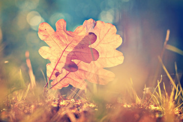 oak leaf autumn background sun