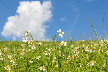 Green grass and  White Daisies