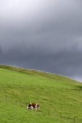 Single cow on a green hill with dark skies