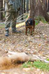 hunting dog with hunter in forest