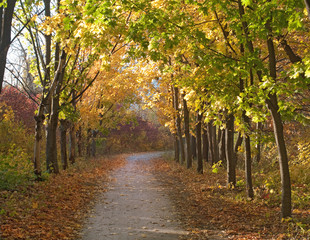 Naklejka premium Autumn trees