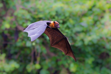 Flying Lyle's flying fox (Pteropus lylei)