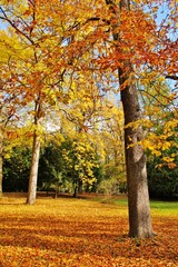 Herbst im Stadtpark Würzburg