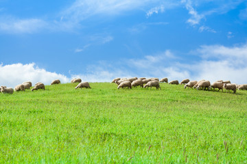 Herd of sheep in sheep over blue sky © Sergey Novikov