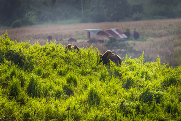 Gaur  (Bos gaurus laosiensis) walking on the hioll in nature