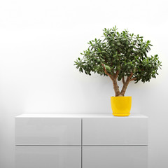 crassula plant on white commode in minimalism interior