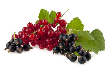 currant