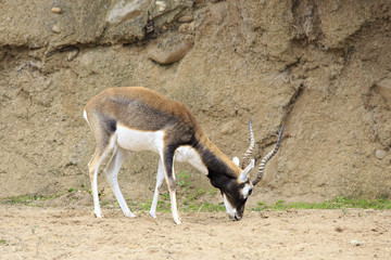 Male Blackbuck