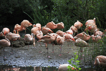 Naklejka premium Chilean flamingo.
