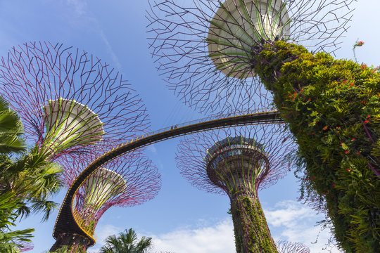The Botanical of garden by the bay in city at Singapore
