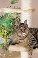 Hauskatze auf Kratzbaum