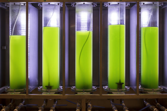 Photobioreactor in lab algae fuel biofuel industry.